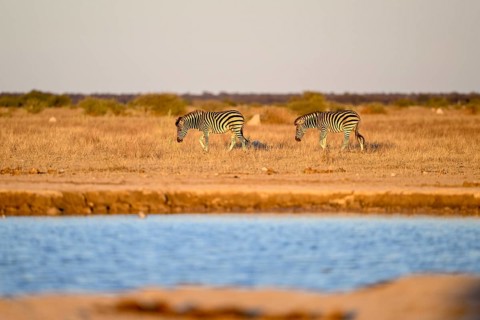 Plains zebra (Equus quagga) at the Nxai Pan waterhole, Nxai Pan National Park, near Gweta, Central