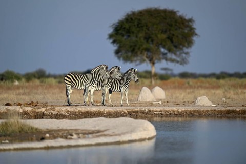 Plains zebra (Equus quagga) at the Nxai Pan waterhole, Nxai Pan National Park, near Gweta, Central