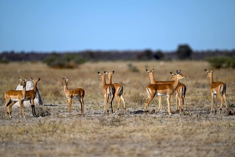 Black verse impala (Aepyceros melampus), Nxai Pan National Park, near Gweta, Central District,