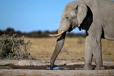 African elephant (Loxodonta africana), Nxai Pan National Park, near Gweta, Central District,