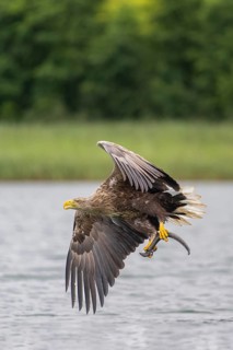 White-tailed eagle (Haliaeetus albicilla), in flight over a landscape of reeds and lakes with prey
