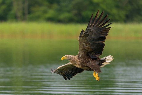 White-tailed eagle (Haliaeetus albicilla), in flight over a landscape of reeds and lakes,