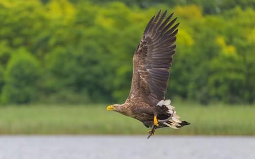 White-tailed eagle (Haliaeetus albicilla), in flight over a landscape of reeds and lakes with prey