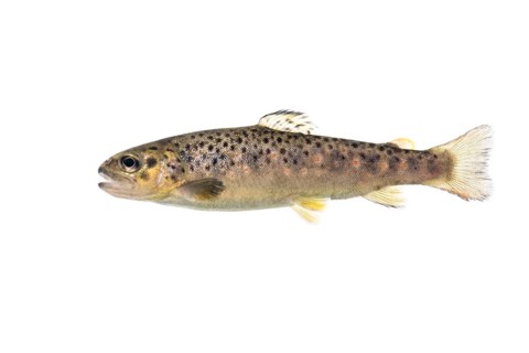 Brown trout (Salmo trutta fario), Fish, Freisteller, Vechta, Lower Saxony, Germany