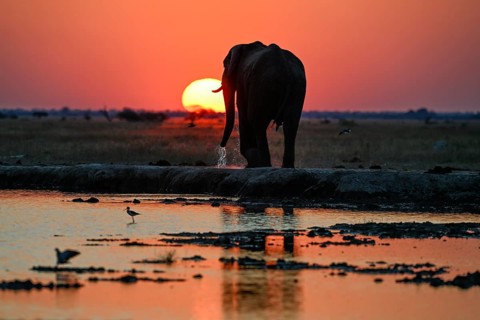 African elephant (Loxodonta africana), blue hour at Nxai Pan waterhole, sunset, Nxai Pan National