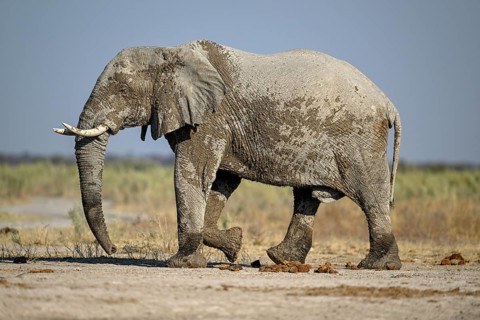 African elephant (Loxodonta africana), Nxai Pan National Park, near Gweta, Central District,