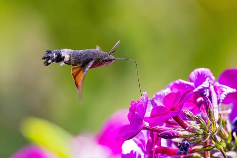 Pigeon tail (Macroglossum stellatarum), close-up, flying and hovering with its long, unrolled