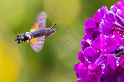 Pigeon tail (Macroglossum stellatarum), close-up, flying and hovering with long, unfurled proboscis