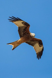Red kite (Milvus milvus), close-up, adult bird flying in the sun against a blue sky with