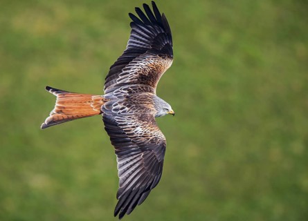Red Kite (Milvus milvus), close-up, aerial view, adult bird flying over a green meadow in the sun