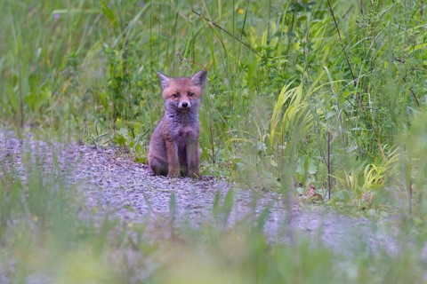 Red fox (Vulpes vulpes), cute puppy sits alone on forest path in front of green grass and looks