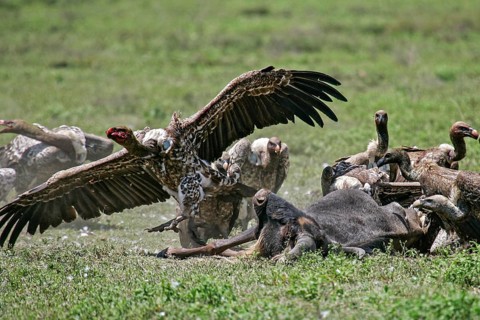 Barred vulture (Gyps rueppellii), flock feeding on the carcass of a dead blue wildebeest