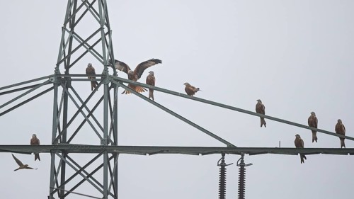 Red kite (Milvus milvus), flock of 9 birds sitting and resting on a high-voltage pylon during