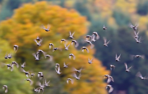Starling (Sturnus vulgaris), flock flying in front of a colourful autumnal deciduous forest in