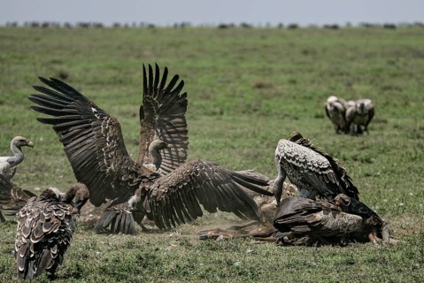 Barred vulture (Gyps rueppellii), flock of several adult birds feeding on the carcass of a dead