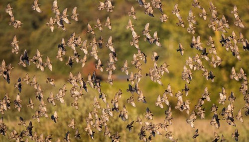 Starling (Sturnus vulgaris), large flock flying in front of deciduous forest in the evening sun