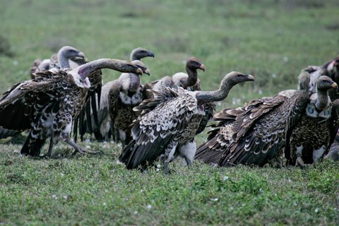 Barred vulture (Gyps rueppellii), flock of several animals standing in the savannah, Serengeti