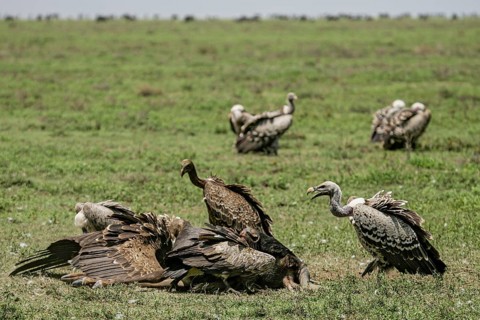Barred vulture (Gyps rueppellii), flock of several adult birds feeding on the carcass of a dead
