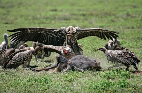 Barred vulture (Gyps rueppellii), flock feeding on the carcass of a dead blue wildebeest