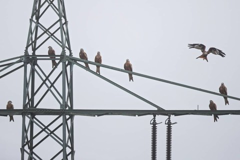 Red kite (Milvus milvus), flock of 8 birds perches, flies and rests on a high-voltage pylon during