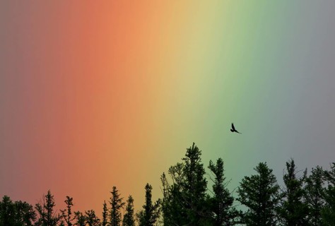 Intensely coloured rainbow with flying steppe eagle (Aquila nipalensis) over conifer treetops, Khan