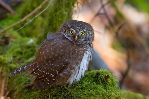 Pygmy Owl (Glaucidium passerinum), close-up and portrait, adult bird sitting on a moss-covered tree