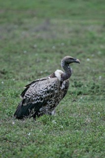 Barred vulture (Gyps rueppellii), close-up, adult bird in the savannah, Serengeti National Park,