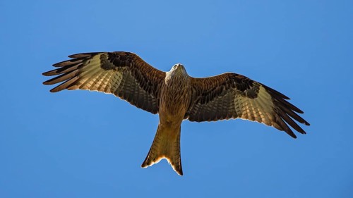 Red kite (Milvus milvus), close-up, adult bird flying in front of a blue sky with wings spread out