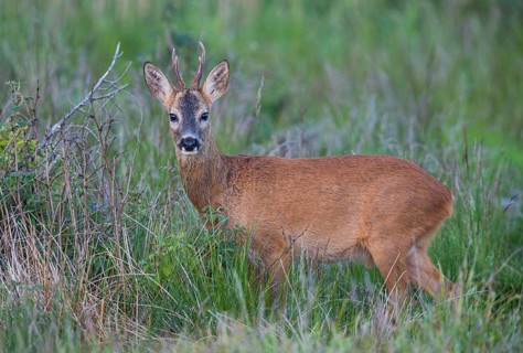 Roebuck (Capreolus capreolus), close-up, male foraging in a forest clearing in summer, looking into
