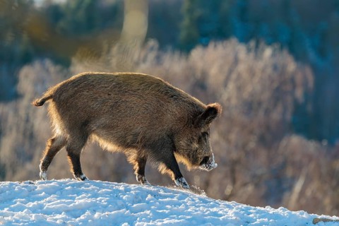 A wild boar (Sus scrofa) stands in the backlight of the sun on a snow-covered mound. A forest can