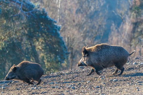 An adult wild boar (Sus scrofa) runs after a young animal and attacks it. A forest can be seen in