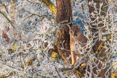 An adult female cougar (Puma concolor) sits high up in a frost-covered oak tree on a sunny, cold