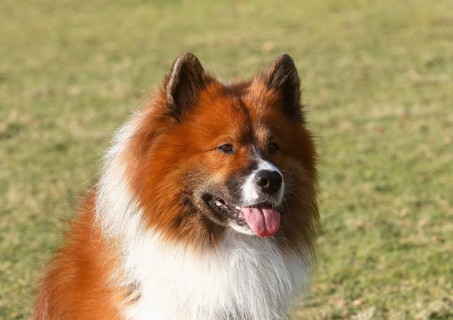 Large Elo (Canis lupus familiaris), male dog, 3 years, portrait, North Rhine-Westphalia, Germany