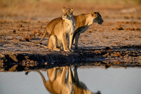 Two lionesses (Panthera leo) in the morning light at the Nxai Pan waterhole, Nxai Pan National