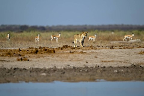 Lioness (Panthera leo) in the morning light at the Nxai Pan waterhole, Nxai Pan National Park, near