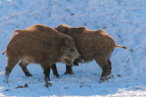 Two young wild boars (Sus scrofa) wrestle with each other in the backlight of the sun in a clearing