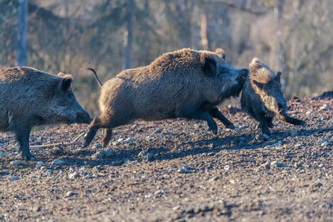 An adult wild boar (Sus scrofa) runs after a young animal and attacks it. A forest can be seen in