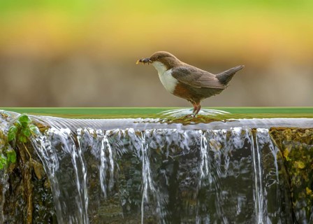 White-throated White-throated Dipper (Cinclus cinclus), standing on the edge of a weir with insects