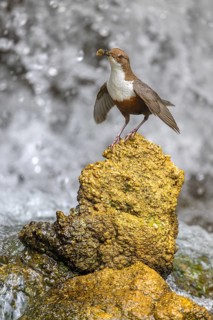 White-throated White-throated Dipper (Cinclus cinclus), standing on a tufa in front of a waterfall