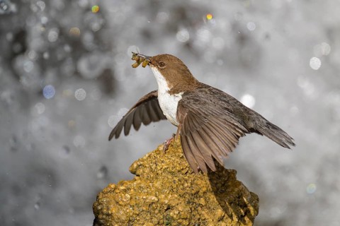 White-throated White-throated Dipper (Cinclus cinclus), standing on a tufa in front of a waterfall