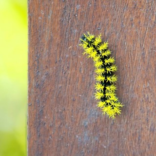 Macro image of a caterpillar of the species Leucanella viridescens with neon yellow spines as a