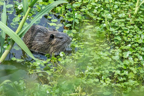 Young nutria (Myocastor coypus) in a nature reserve in Buenos Aires, Argentina