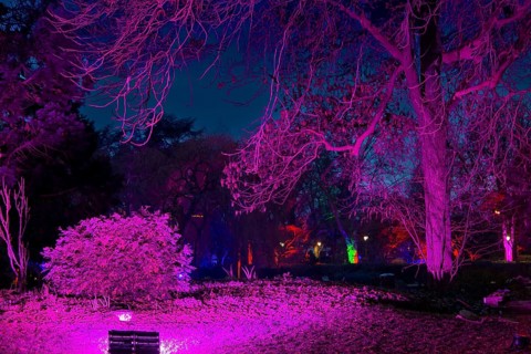 Winter lights in Luisenpark in Mannheim. Every year in January and early February, the park is