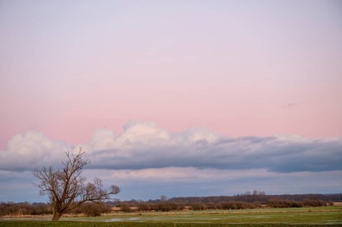 A single bare willow tree (Salix spec.) stands in a vast landscape under a pink sky at dusk at the