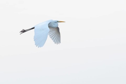 A flying white egret (Egretta alba) flies elegantly against a white sky, Dümmer nature park Park,