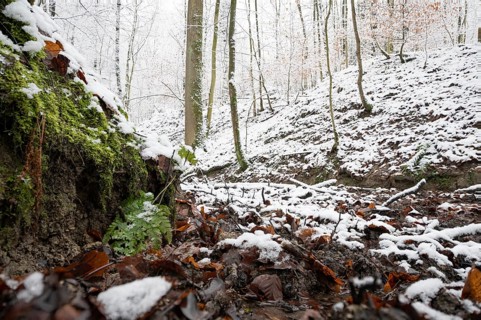 Source of the Hunte river in Melle, snowy forest soil with moss, leaves and bare trees that create