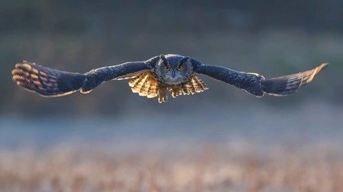Eurasian Eagle-owl (Bubo bubo), in flight over a meadow in the last light, backlight, Swabian Alb