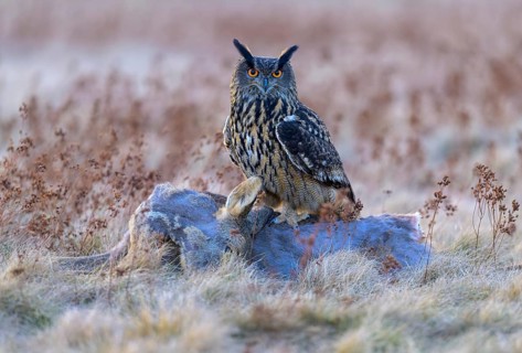 Eurasian Eagle-owl (Bubo bubo), on a roe deer (Capreolus capreolus), roadkill, Swabian Alb