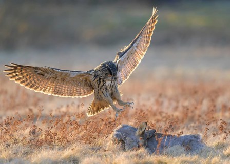 Eurasian Eagle-owl (Bubo bubo), approaching a roe deer (Capreolus capreolus), roadkill, Swabian Alb