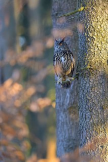 Eurasian Eagle-owl (Bubo bubo), resting on the trunk of a spruce tree, Swabian Alb biosphere